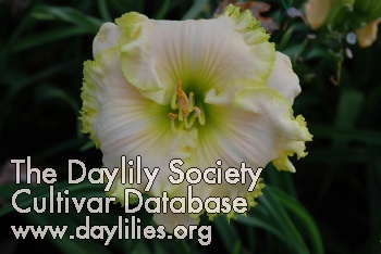 Daylily Fringy